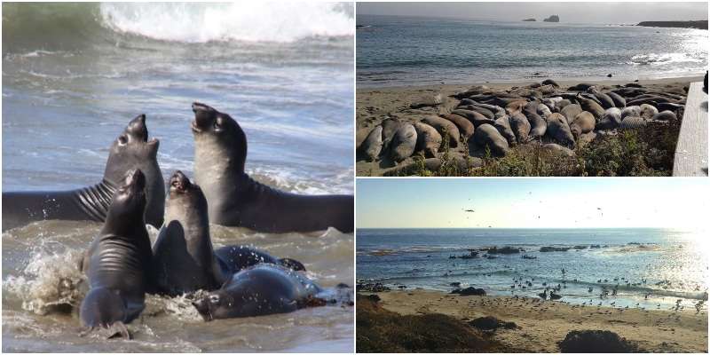 This image has an empty alt attribute; its file name is Elephant-Seal-Vista-Point1.jpg