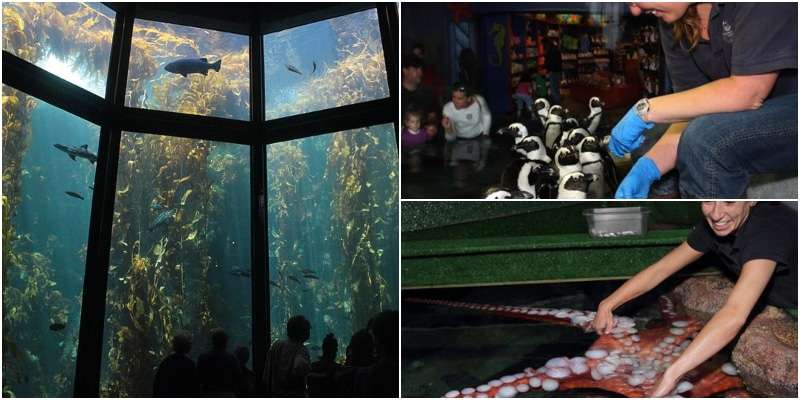 This image has an empty alt attribute; its file name is Monterey-Bay-Aquarium1.jpg