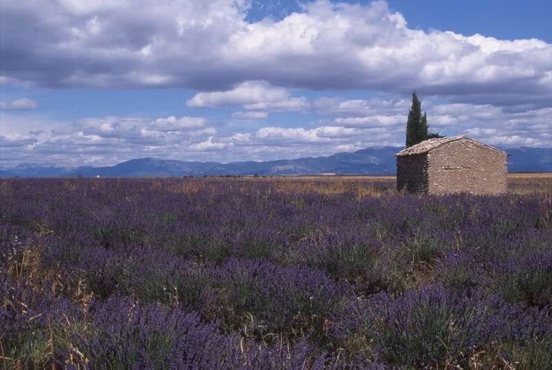 Lavender Route