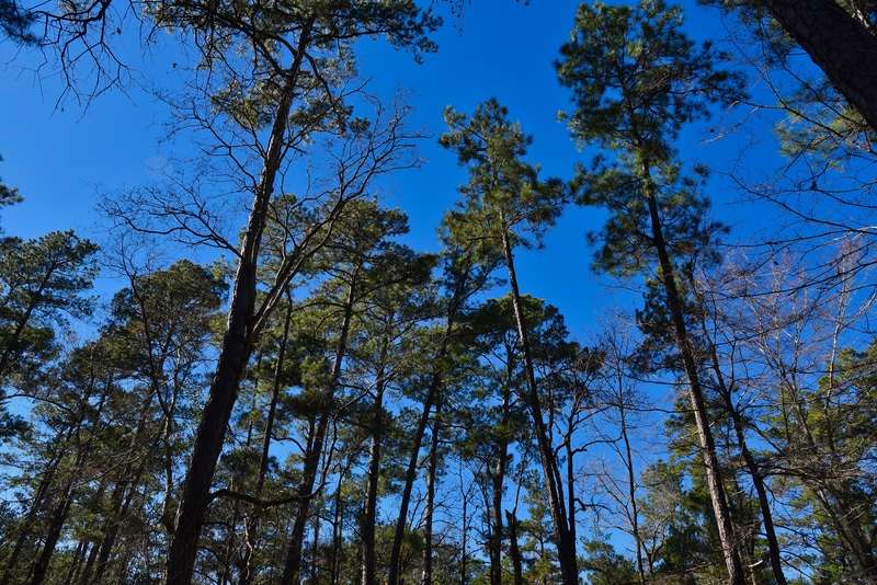 East Texas Piney Woods Tour