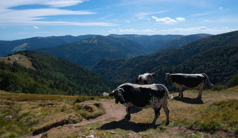 The Vosges Mountains Circuit